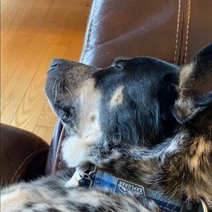 Meet your Posher, Peter